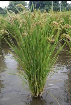 自然栽培米 ハッピーヒル種籾 100g 陸稲可能 - メルカリ