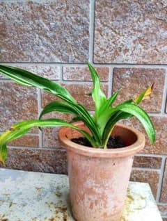 斑入り 万年青 オモト 抜き苗1株です。 - メルカリ
