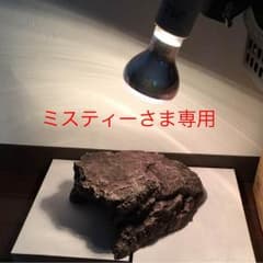 カメ  爬虫類 島  と  クリップライトソケット  ①のサムネイル
