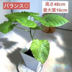 フィカスウンベラータのサムネイル