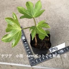 ヤツデ　小苗　6cmポットごと郵送　②のサムネイル
