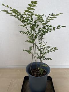 シマトネリコ　株立のサムネイル