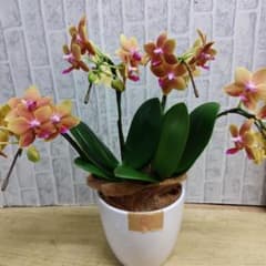 ミディ胡蝶蘭⭐️オレンジ系2株一鉢② - メルカリ