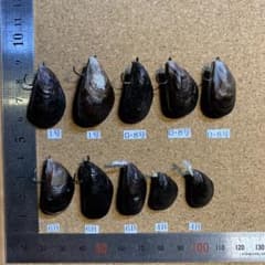 Bイガイルアー （カラス貝ルアー）ヘチ釣り 擬似餌10個のサムネイル
