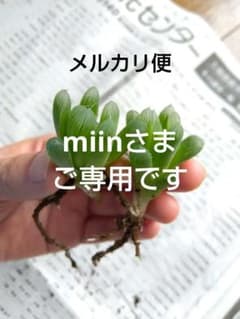 ハオルチア オブツーサ カキ仔苗 4株 ob-2 青光り 抜き苗 - メルカリ