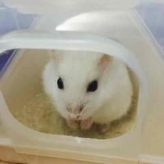 はろ様専用のサムネイル