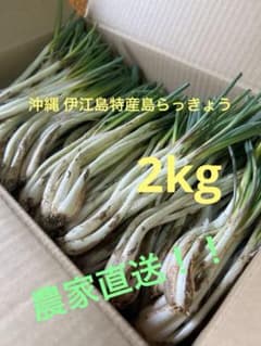 【農家直送】沖縄　伊江島特産島らっきょう 2Kg 農家直送】沖縄 伊江島特産島らっきょう 2Kg - メルカリ