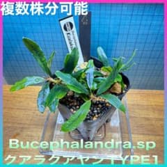 m99096862838_1.jpg?1762052066