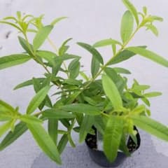 ハーブ苗レモンバーベナ　こちらを送ります！のサムネイル