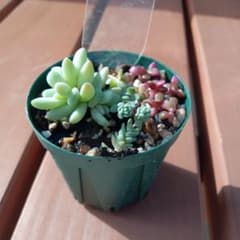 樹氷　桜吹雪　マジョール 多肉植物　セットのサムネイル