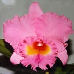 カトレア　交配種　大輪整形花の銘品　入賞花 カトレア 交配種 大輪整形花の銘品 入賞花 - メルカリ