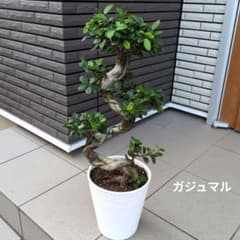 観葉植物 ガジュマル 盆栽仕立て 昇り龍 曲がり 7号鉢 - メルカリ