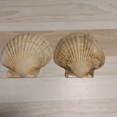 天然ホタテ貝殻のサムネイル