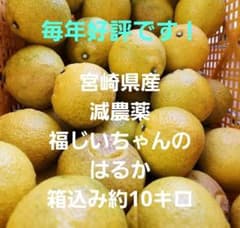 お得！美味しいよ！宮崎県産 減農薬 福じいちゃんの はるかみかん 箱