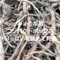 みょうが苗 　コンパクトボックスいっぱいに詰めて発送　農薬肥料不使用のサムネイル