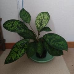 【人気】ホマロメナ　カモフラージュ
