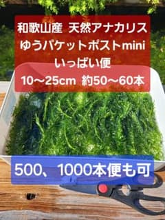 【匿名配送】天然 アナカリス、ゆうパケットポストminiいっぱい便 オオカナダモのサムネイル