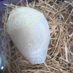 ピラルクの鱗のサムネイル