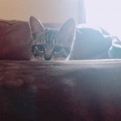 いちごさん専用ページのサムネイル