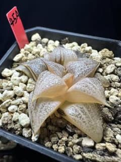45a 多肉植物 ハオルチア ナタリー錦 自家繁殖 鉢植え発送 - メルカリ