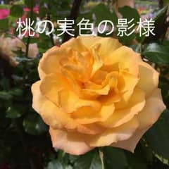 桃の実色の影様 ありがとうこざいますのサムネイル