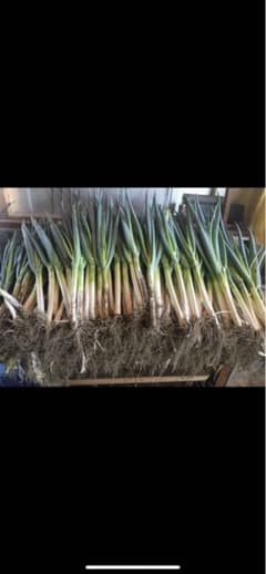 秋田県産長ネギA品5キロ 長ねぎのサムネイル