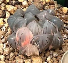 発根済‼️極上班‼️多肉植物 ハオルチア オブツーサ錦 水中月錦 抜き苗
