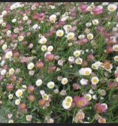 エリゲロン 源平小菊大きめ(*ˊᵕˋ*)੭ ੈ❤︎のサムネイル