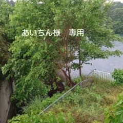 あいちん様　専用のサムネイル