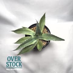 アガベ オバティフォリア キラー 斑入り バリエガータ 発根済み - メルカリ