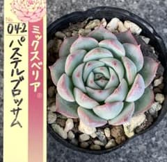 多肉 抜き苗 パステルブロッサム ミックスベリア 多肉植物 おらいさん