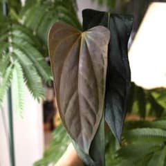 その他観葉植物 Anthurium Subsignatum/Papi FS xPort Anthurium Subsignatum/Papi FS xPort - メルカリ