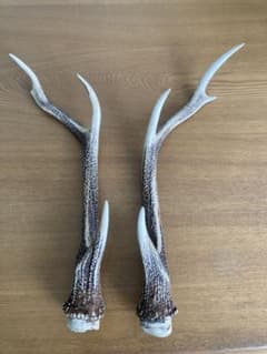 有害駆除対象鳥獣　エゾシカの角　2本のサムネイル