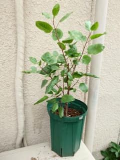 m99209246799_1.jpg?1749625444