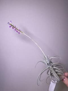 Tillandsia paleacea subsp.apurimacensisのサムネイル