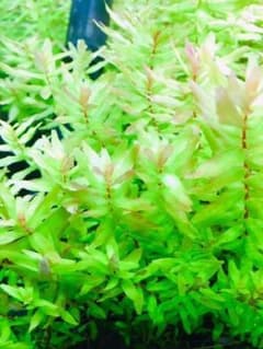 ロタラマクランドラグリーン 15本 水中葉 無農薬 無害虫 - メルカリ