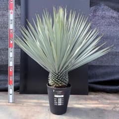 AL1177】ユッカ ロストラータ シルバーブルー 超美形 お買い得品