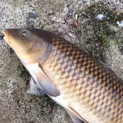 あけみ様のサムネイル