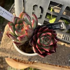札付き2個セットのサムネイル