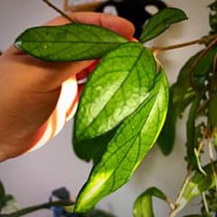 Hoya sp◆ホヤ 不明種/カットのサムネイル