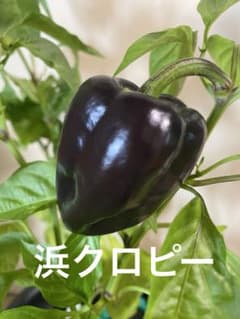 浜クロピー・浜ニュークリーム【10個】のサムネイル