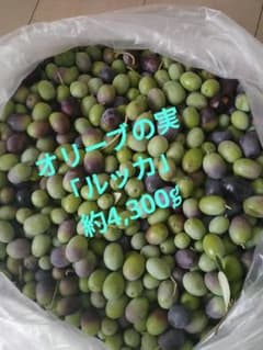 「ルッカ」オリーブの実　約4,300g　10月18㈯収穫のサムネイル
