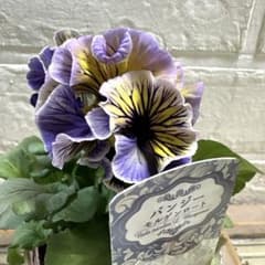 T可愛い♡パンジー♡モルゲンロート♡遊花♡3号♡ポットごと宅急便