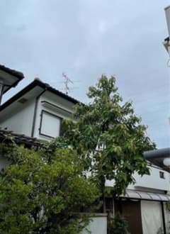 種から育てたアボカドの木 引き取り可能な方！ なるべく早く引き取り先