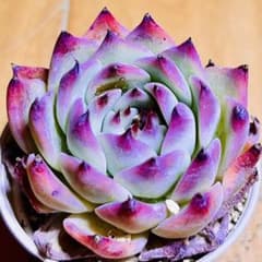多肉植物❣️チワワエンシス❣️韓国苗育成 抜き苗 f87 - メルカリ