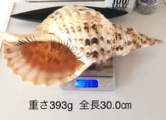 ［にゃーさん様専用］法螺貝　30㎝　②【未加工品】のサムネイル