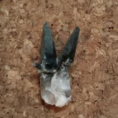 ガネーシュヒマール水晶　クローライト入りのサムネイル