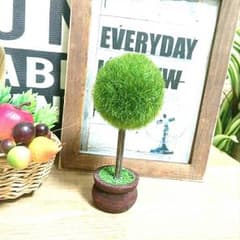 [送料無料]トピアリーのサムネイル