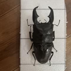 スマトラオオヒラタクワガタ 106mm 標本 スマトラオオヒラタクワガタ 106mm 標本 スマトラオオヒラタ 106