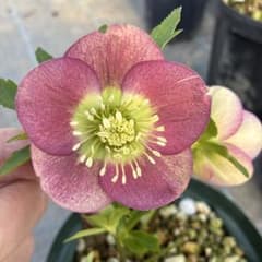 クリスマスローズ リバーシブル グリーンフラッシュ 6寸 - メルカリ